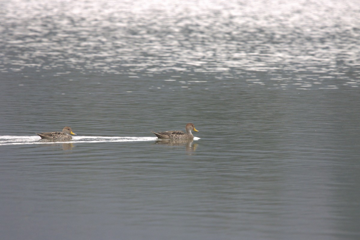 Yellow-billed Pintail - Mario Reyes