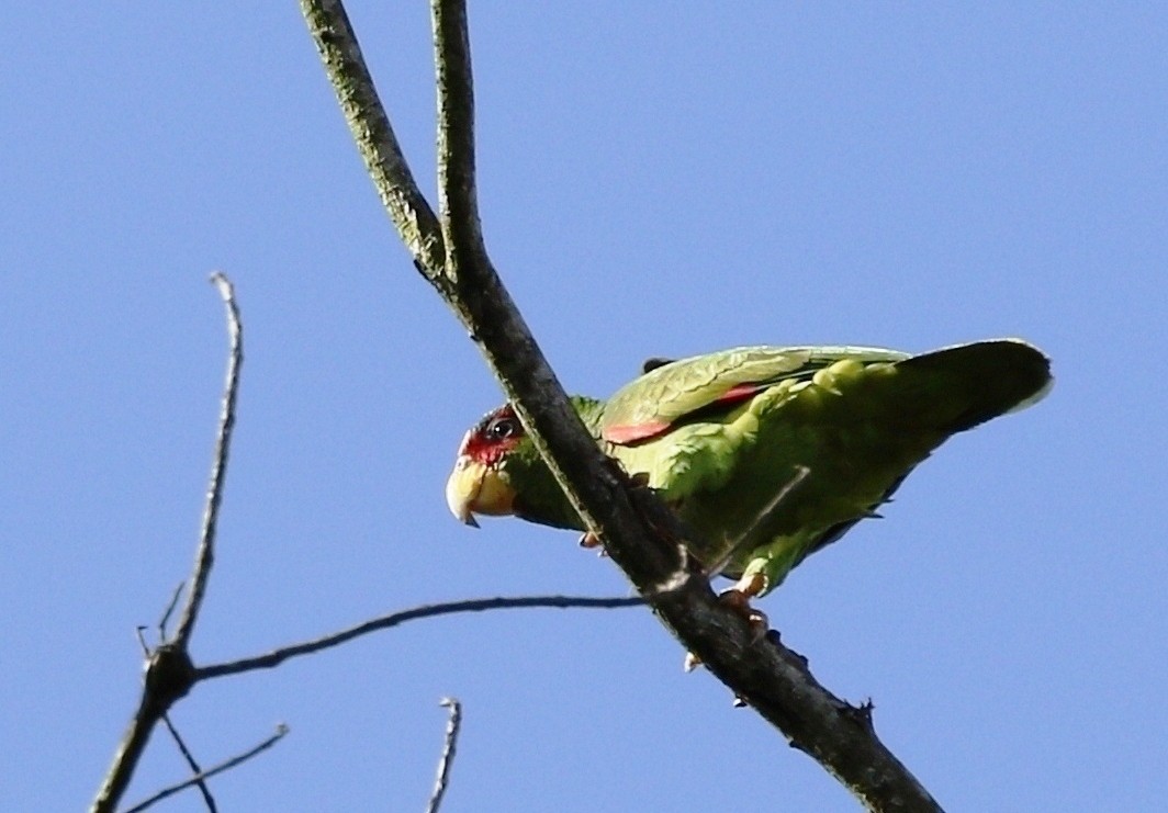 White-fronted Parrot - Richard Greenhalgh