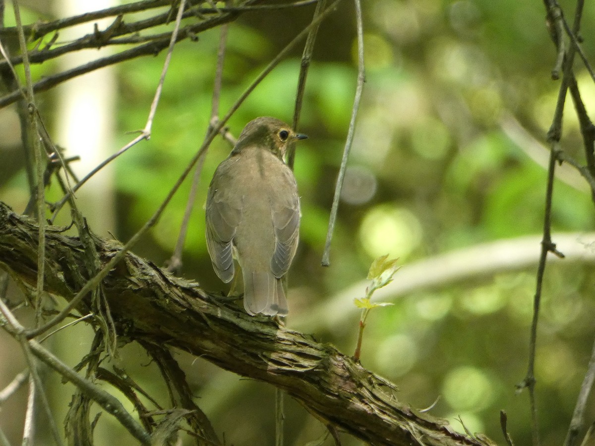 Swainson's Thrush - Marieta Manolova