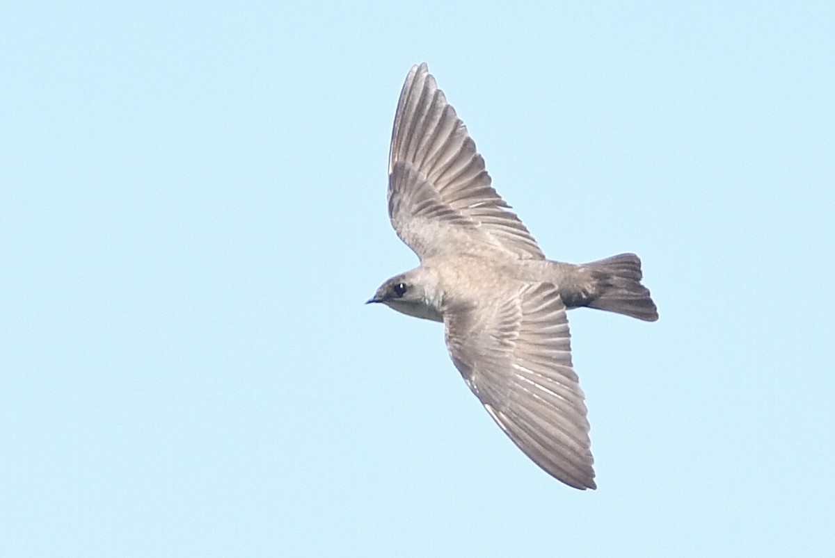 Northern Rough-winged Swallow - Kiah R. Jasper