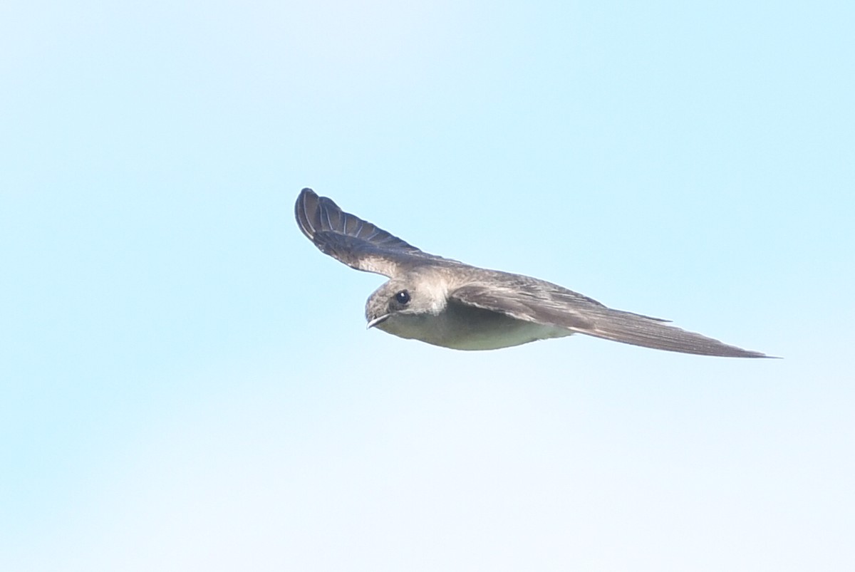 Northern Rough-winged Swallow - Kiah R. Jasper