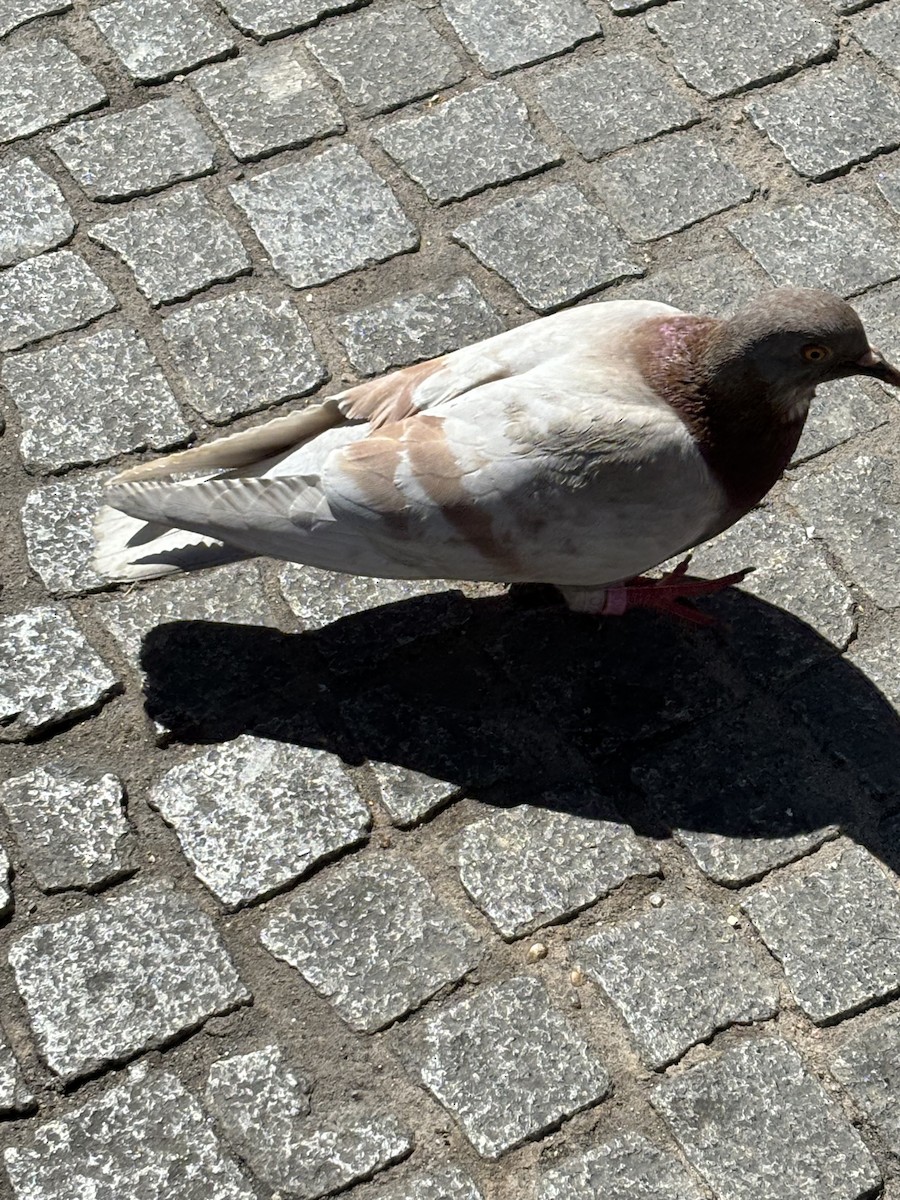 Rock Pigeon (Feral Pigeon) - Bill Hubbard