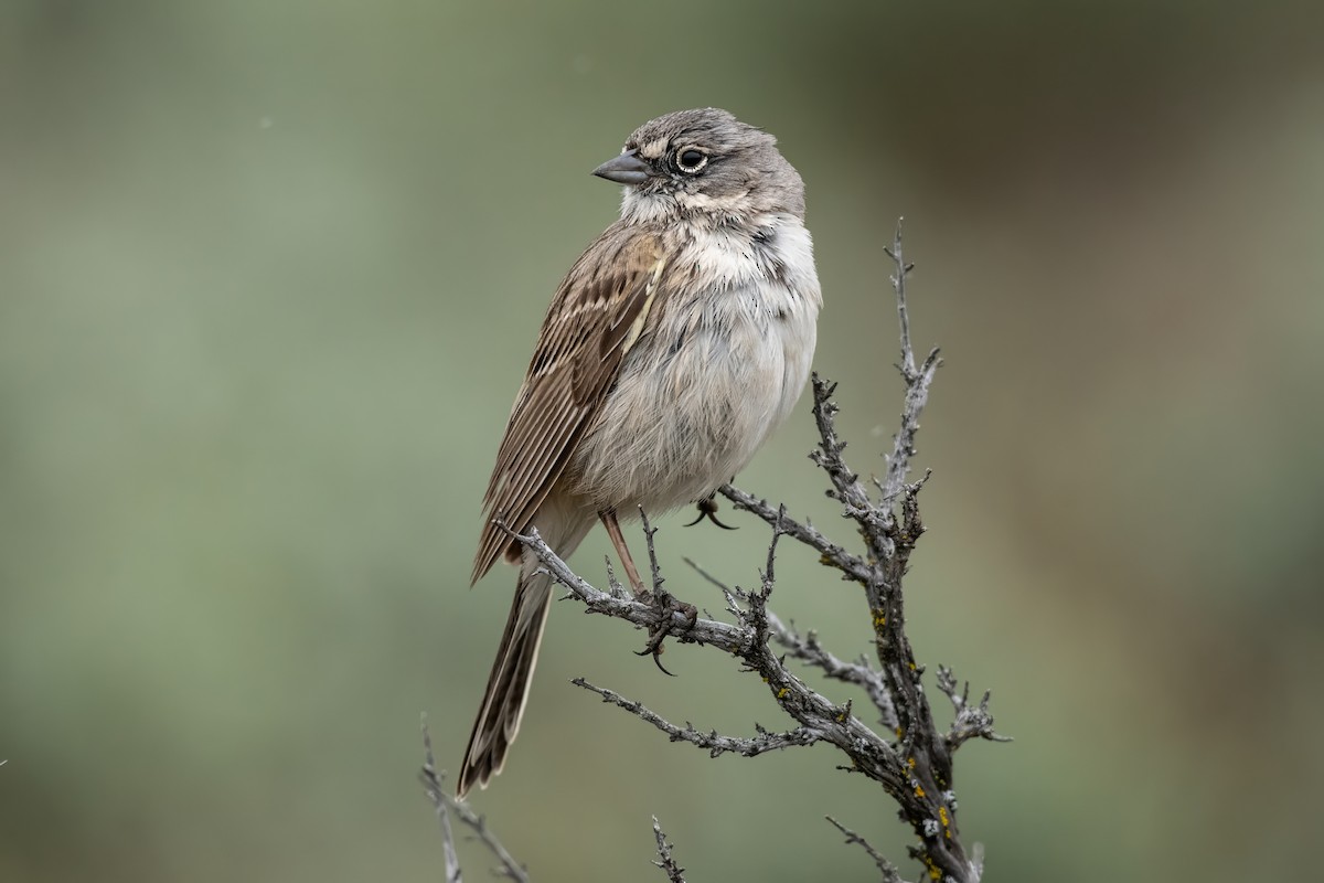 Sagebrush Sparrow - Dominic More O’Ferrall