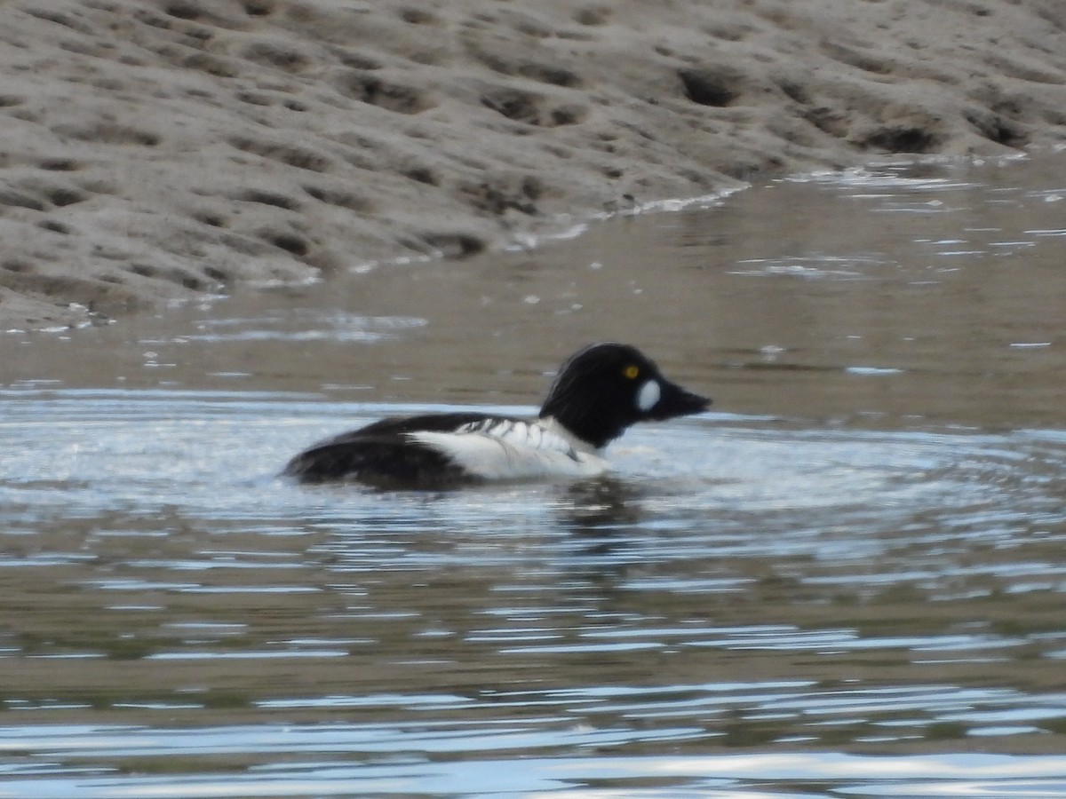 Common Goldeneye - Chetan Deshpande