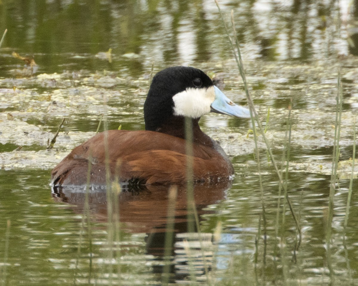 Ruddy Duck - ML619410866