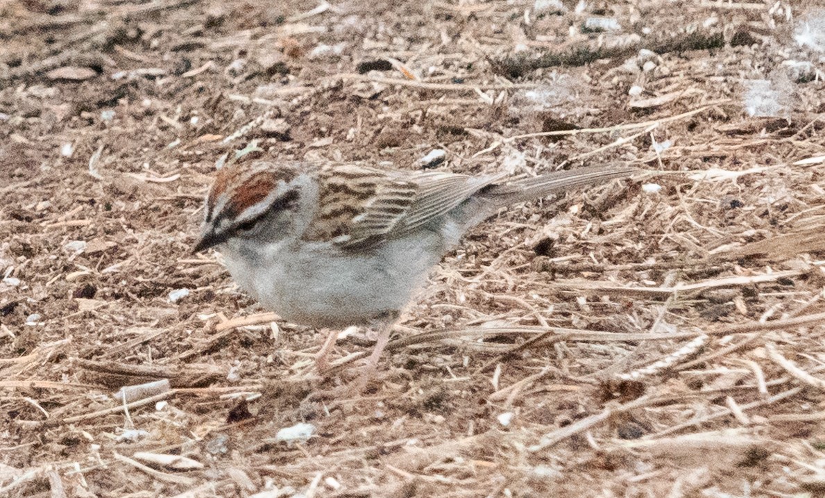 Chipping Sparrow - ML619410874
