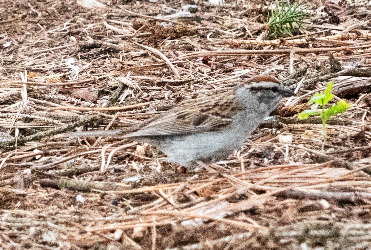 Chipping Sparrow - ML619410875