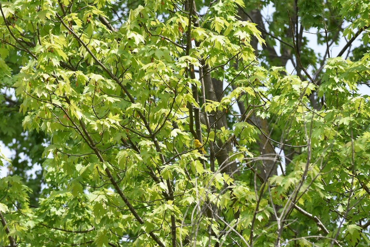 Yellow Warbler - Jason Coil