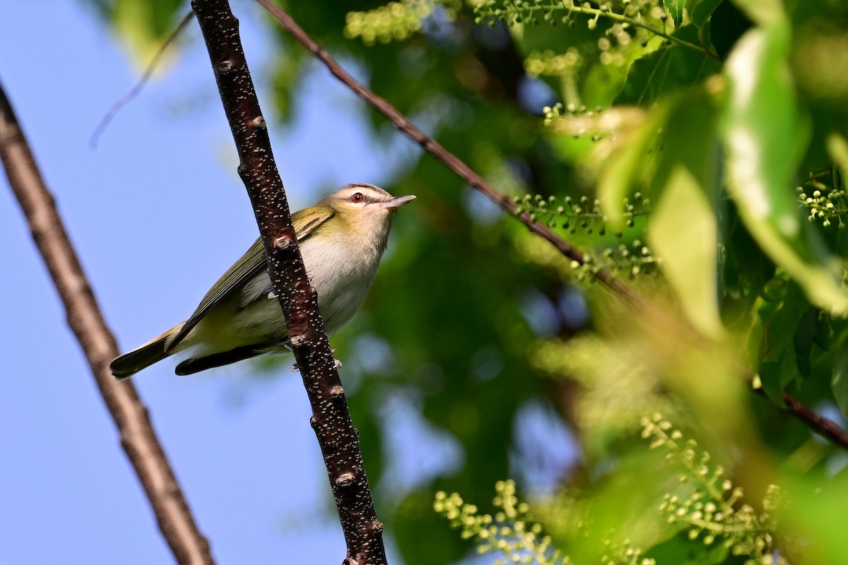 Red-eyed Vireo - ML619410895