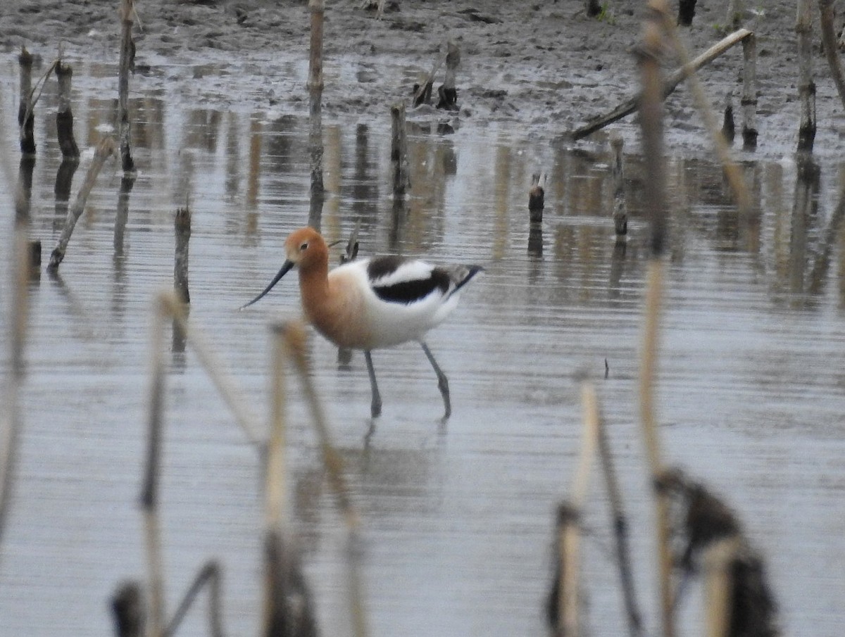 American Avocet - ML619410897