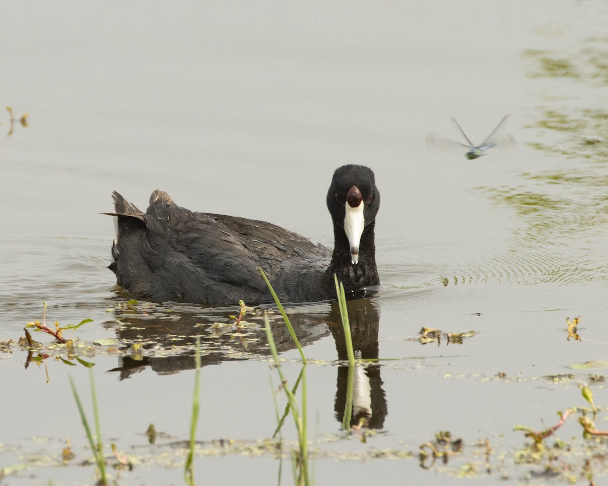 American Coot - ML619410907