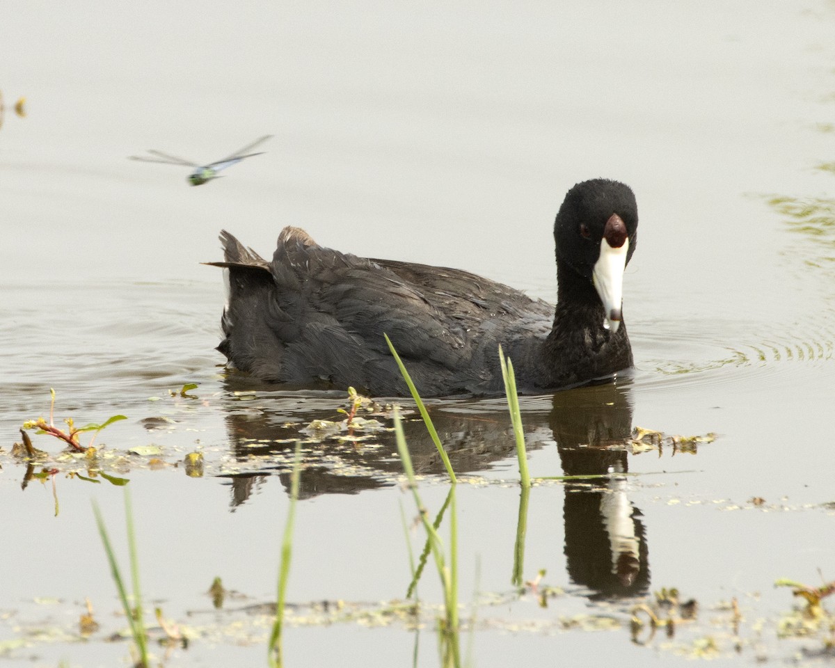 American Coot - Daniel Kelch