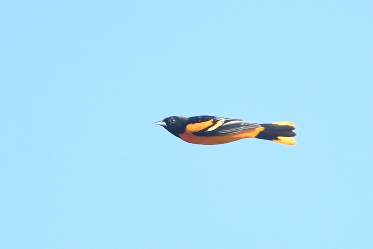 Oriole de Baltimore - ML619410914