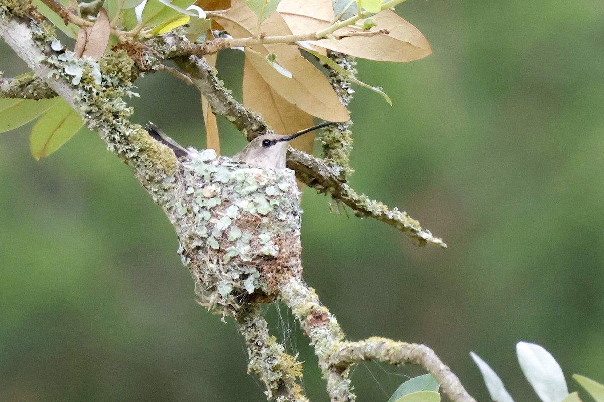 Black-chinned Hummingbird - Parker Marsh