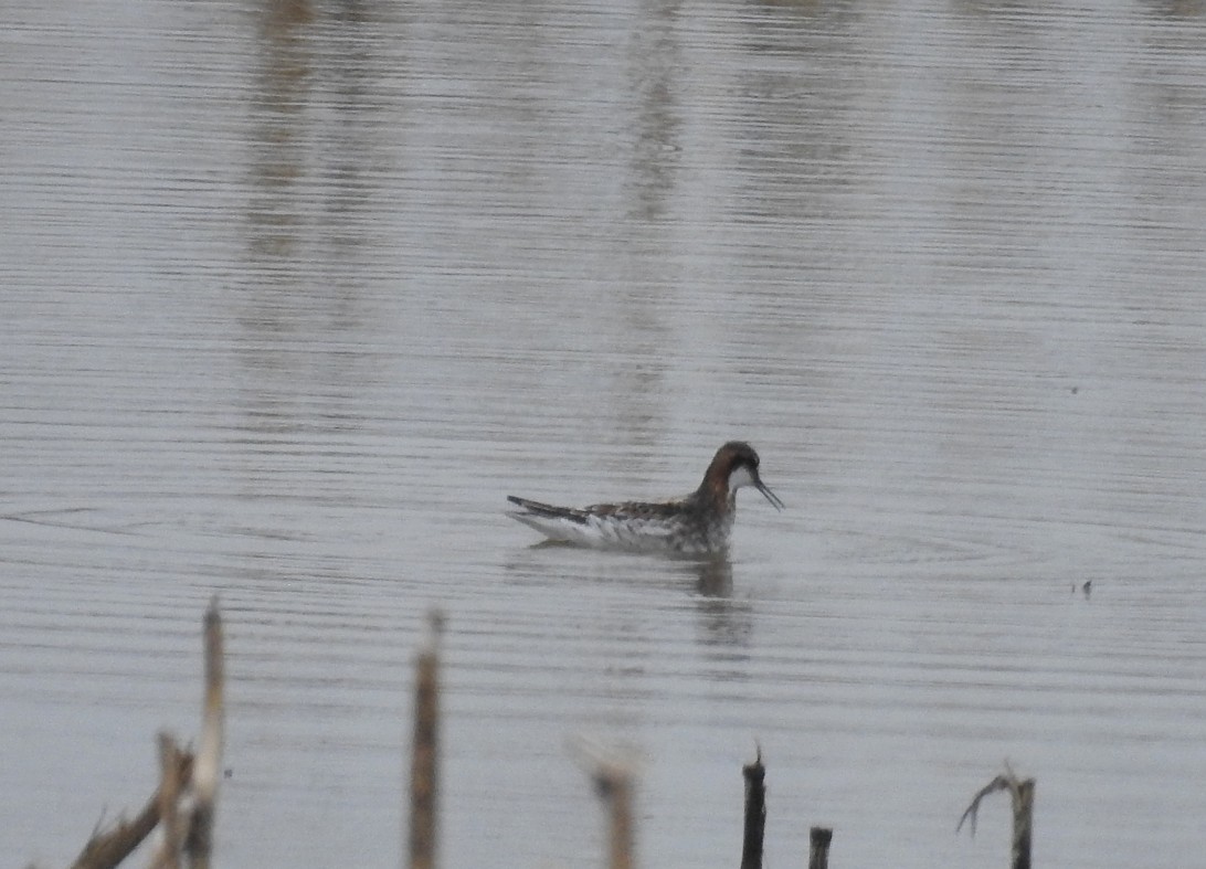 Red-necked Phalarope - ML619410921