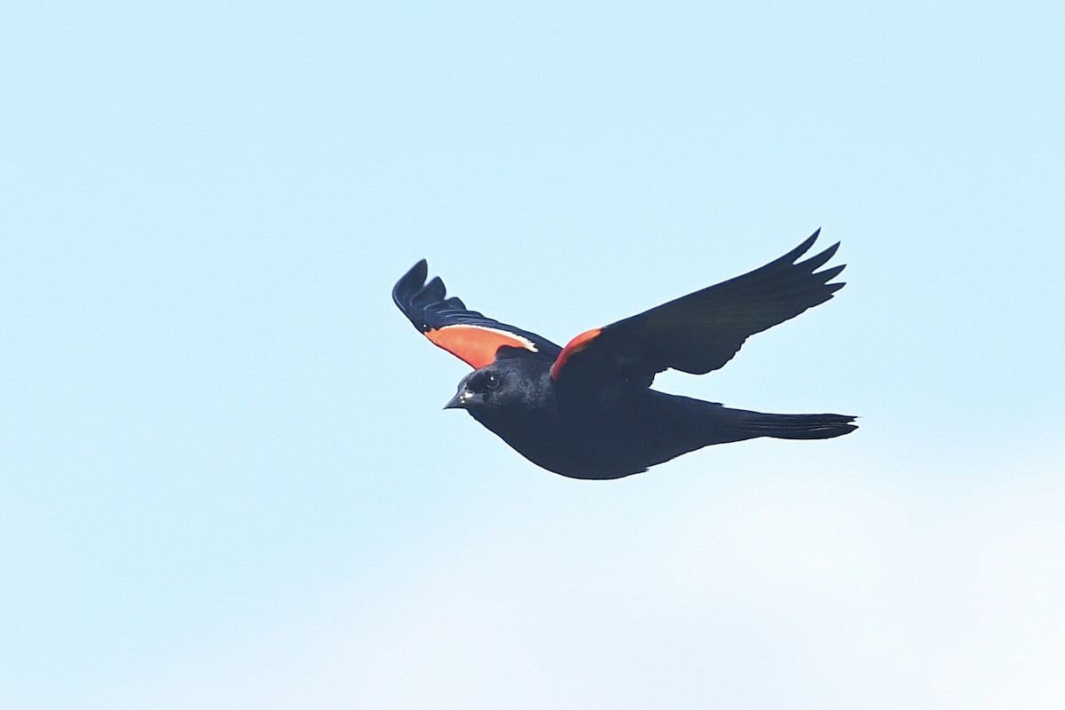 Red-winged Blackbird - Kiah R. Jasper