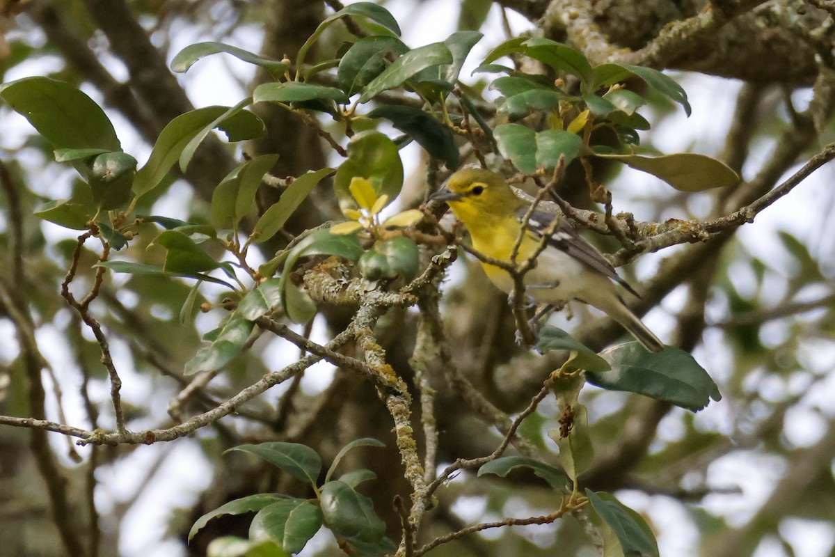 Yellow-throated Vireo - Parker Marsh