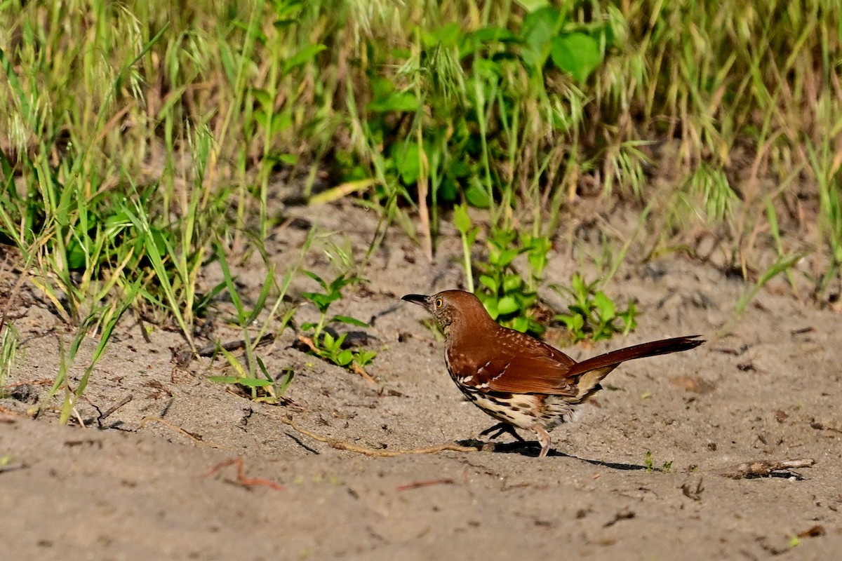 Brown Thrasher - Eileen Gibney