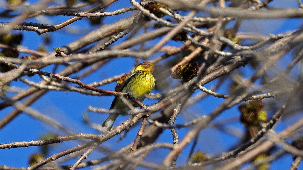 Cape May Warbler - Curtis McCamy