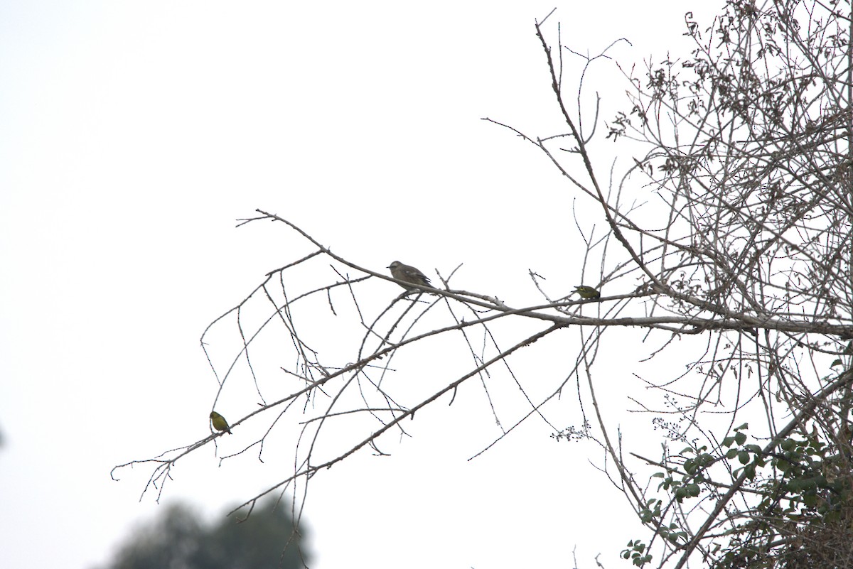 Chilean Mockingbird - Mario Reyes