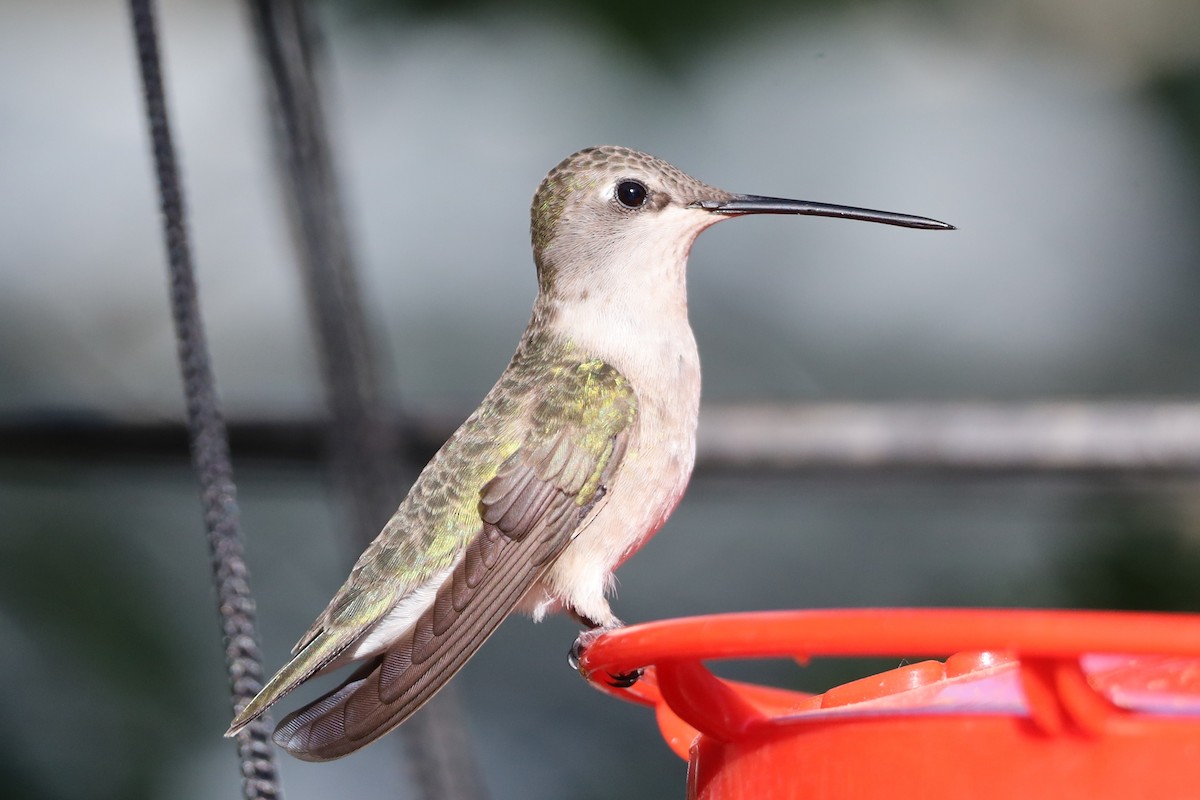 Black-chinned Hummingbird - Lillian Derwelis