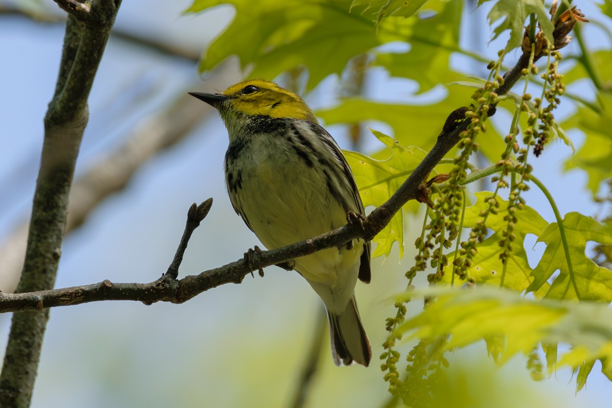 Black-throated Green Warbler - Andrew W.
