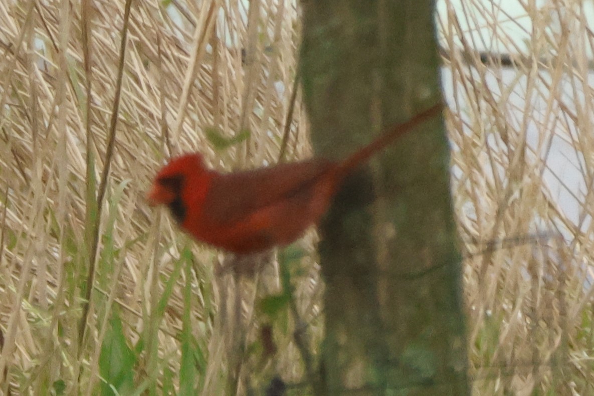 Northern Cardinal - Joseph Mittura