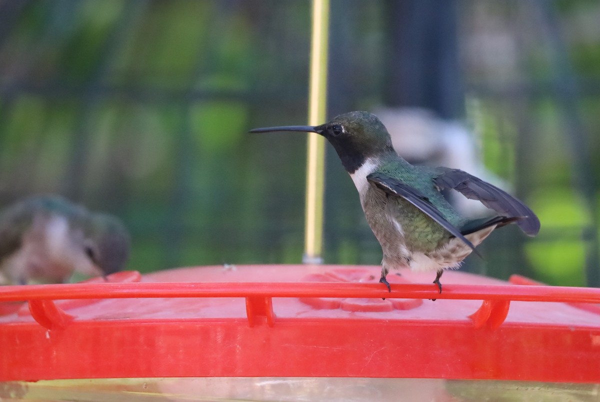 Black-chinned Hummingbird - Lillian Derwelis