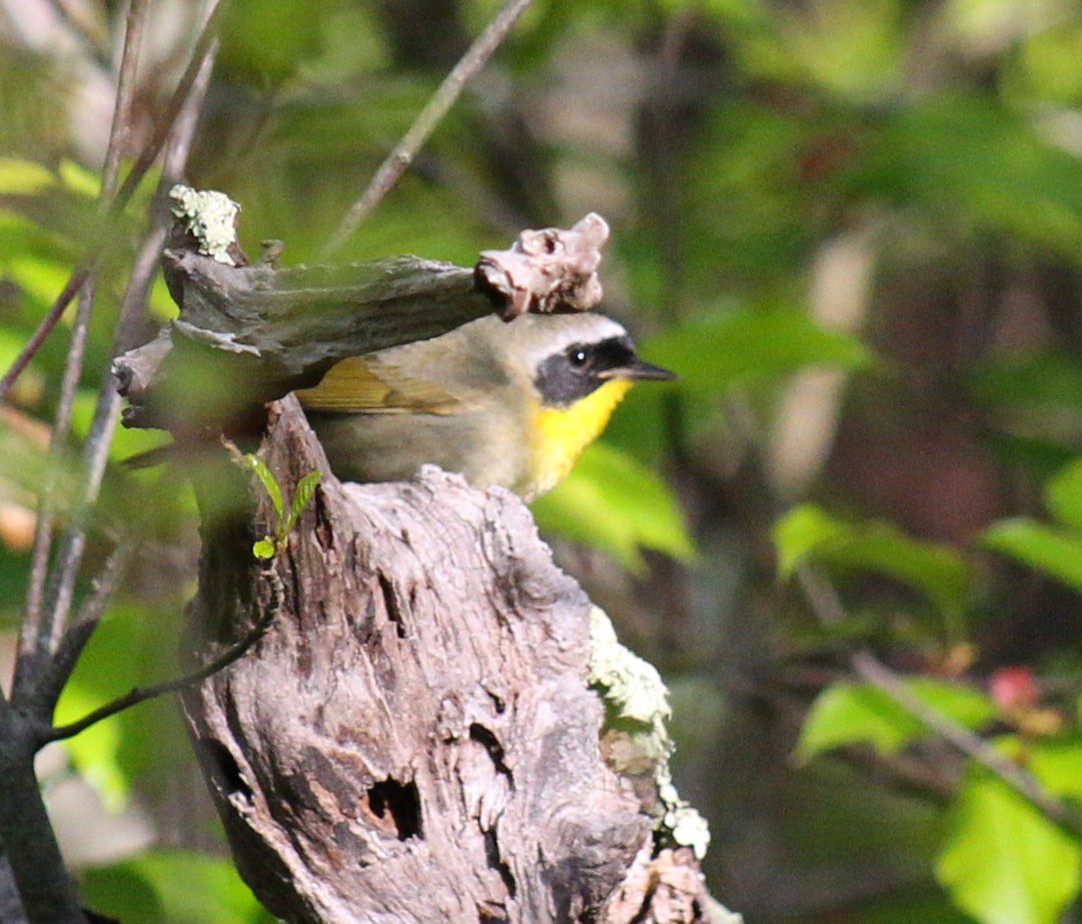 Common Yellowthroat - Drew Castantini