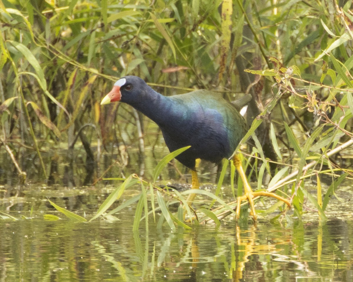 Purple Gallinule - Daniel Kelch