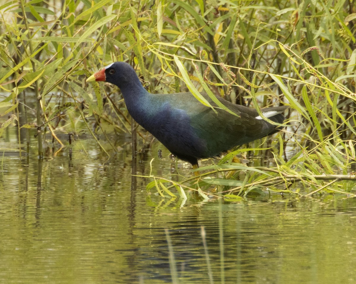 Purple Gallinule - ML619410987