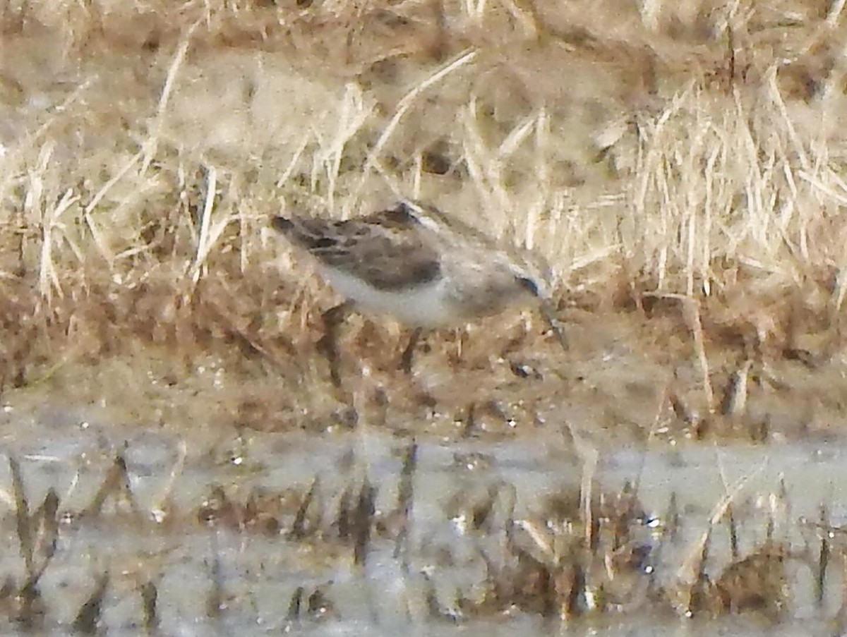 Least Sandpiper - Ron Marek