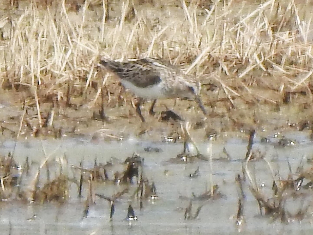 Least Sandpiper - Ron Marek