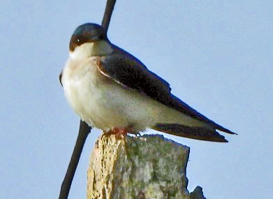 Tree Swallow - Renee Lubert