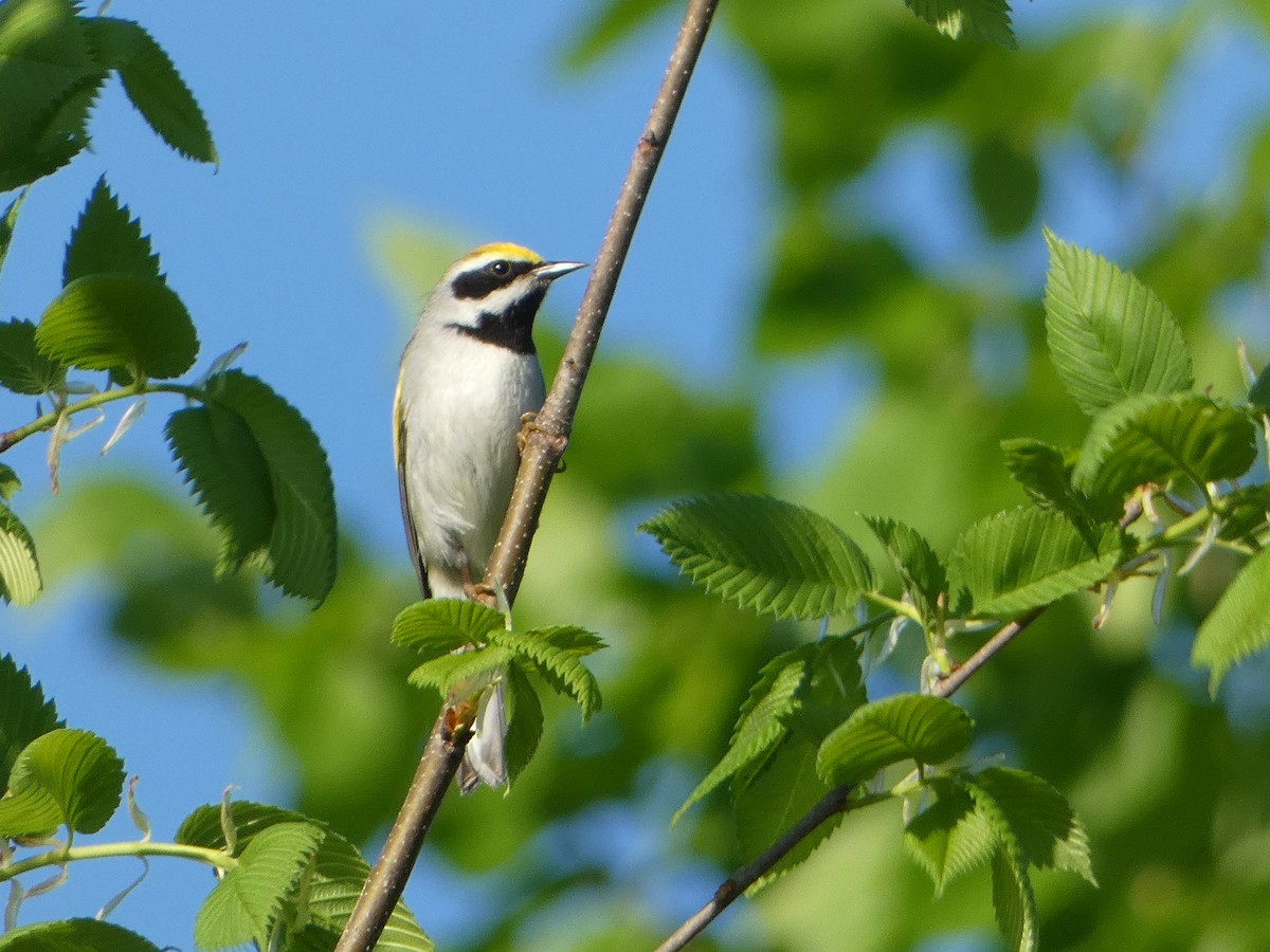 Golden-winged Warbler - Marieta Manolova