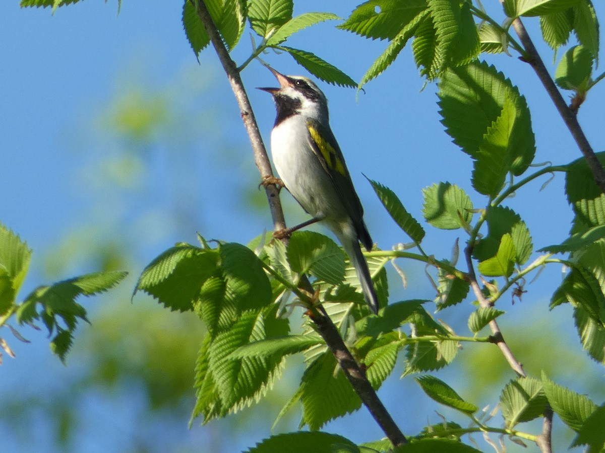 Golden-winged Warbler - Marieta Manolova