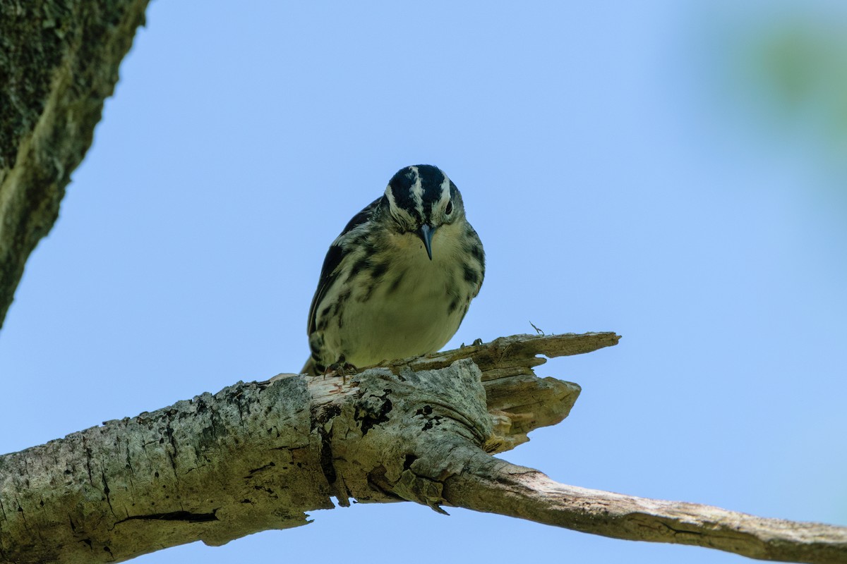 Black-and-white Warbler - ML619411023