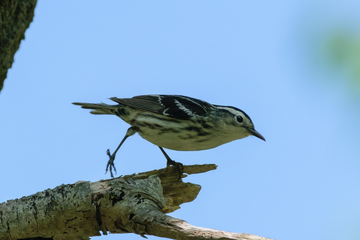 Black-and-white Warbler - ML619411024