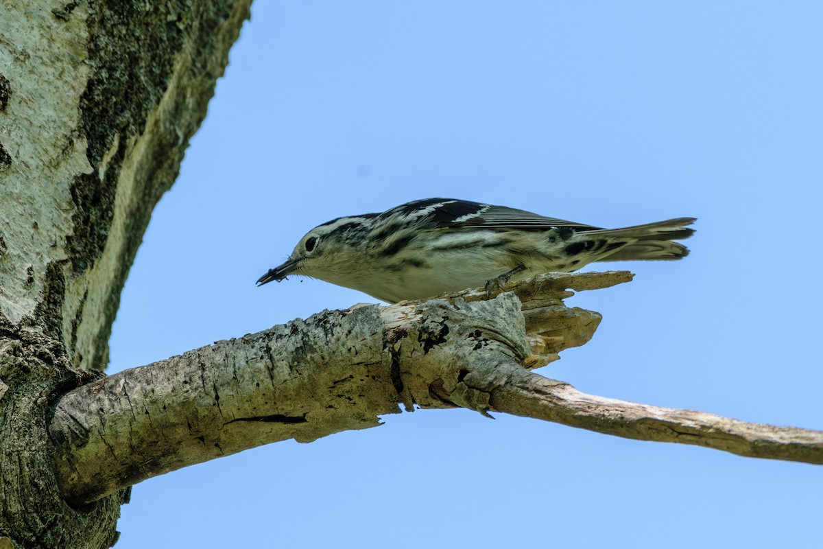 Black-and-white Warbler - ML619411025