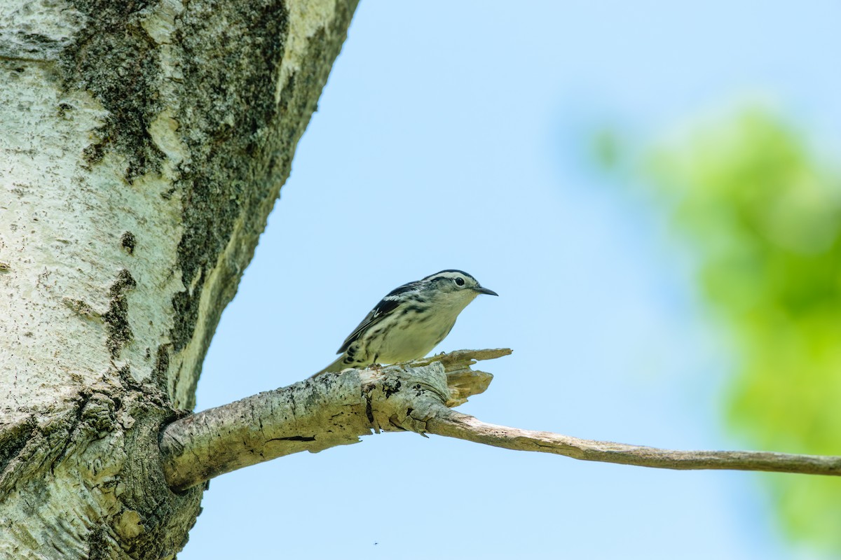 Black-and-white Warbler - ML619411026