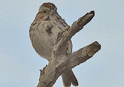 Song Sparrow - Renee Lubert