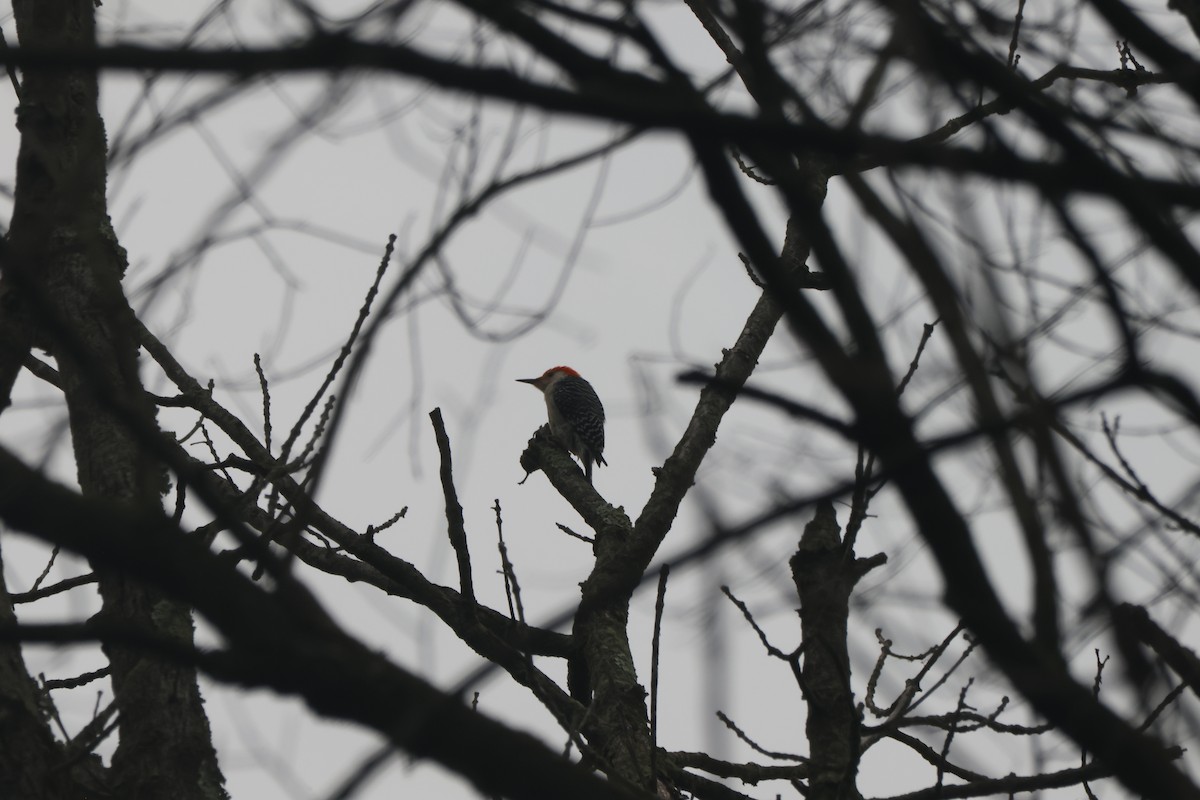 Red-bellied Woodpecker - Joseph Mittura
