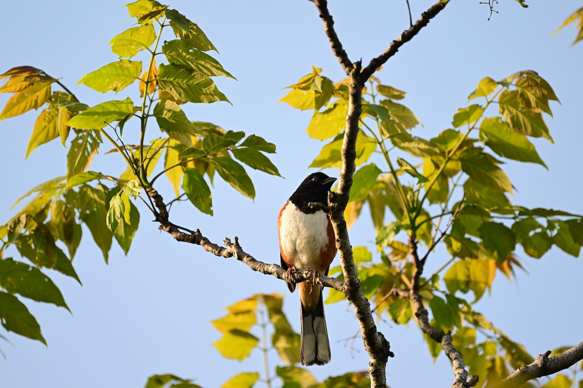 Eastern Towhee - ML619411055