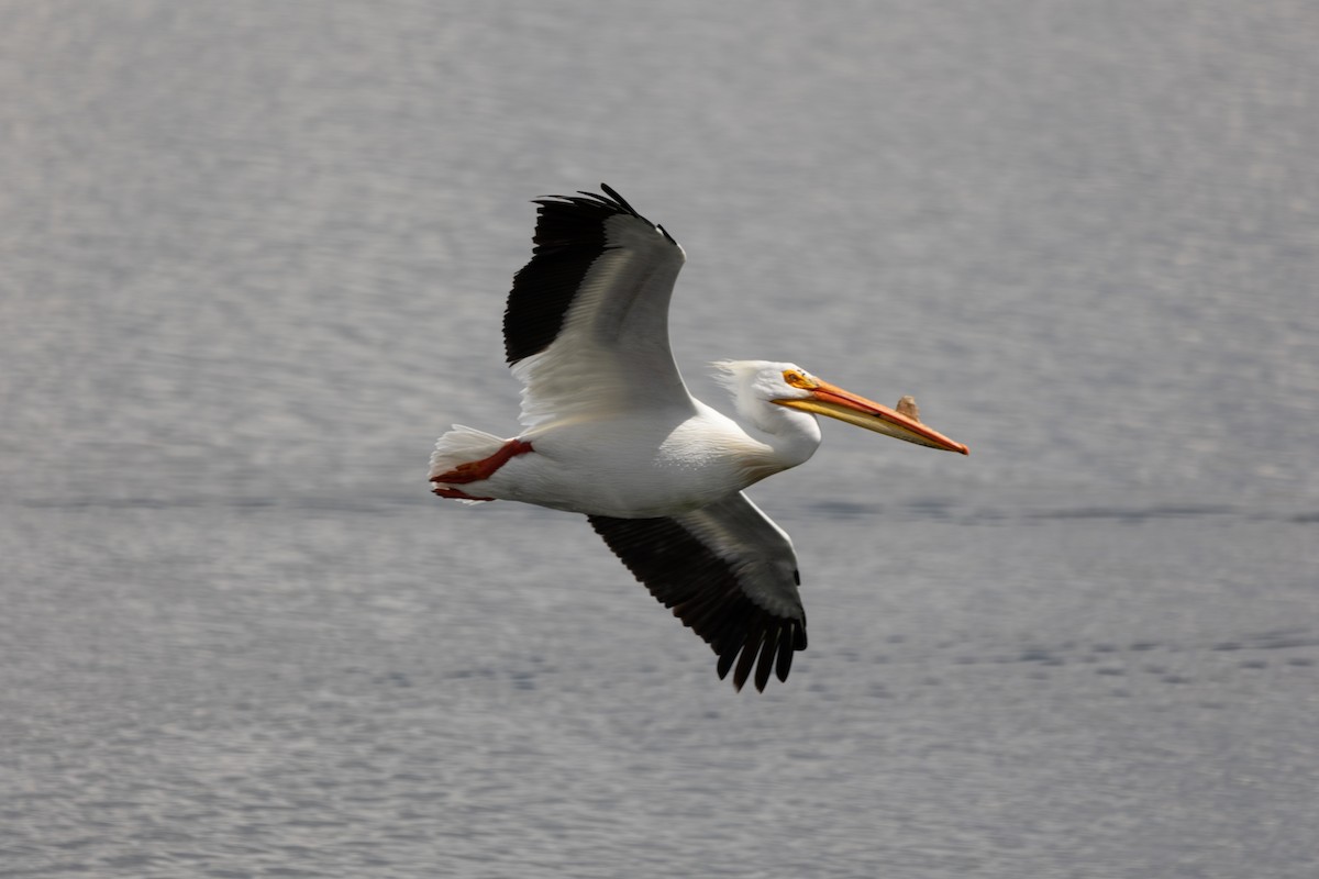 American White Pelican - Anonymous