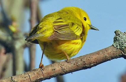 Yellow Warbler - Renee Lubert