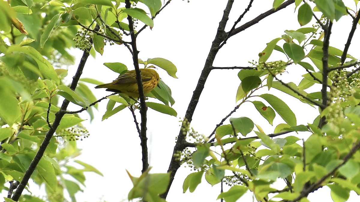 Yellow Warbler - Sunil Thirkannad