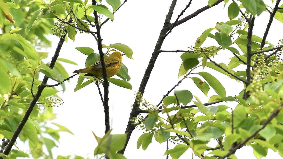 Yellow Warbler - Sunil Thirkannad