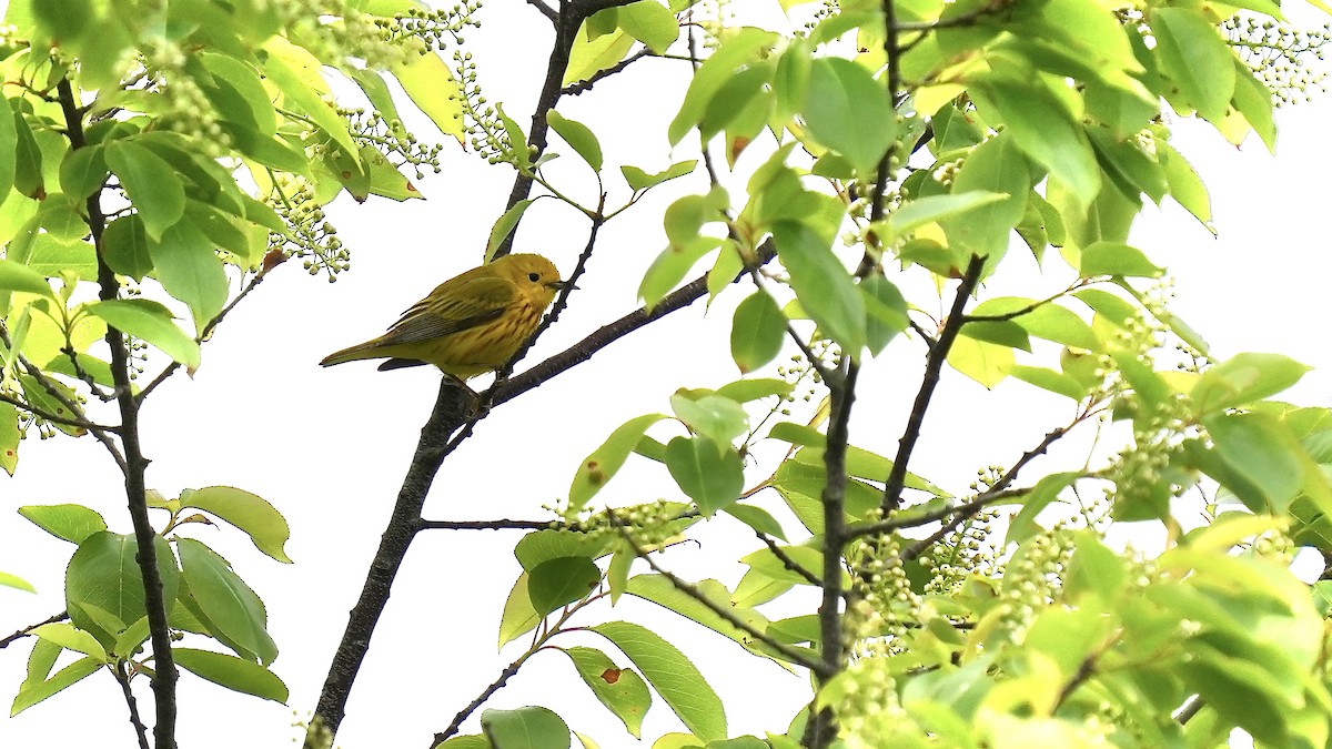 Yellow Warbler - Sunil Thirkannad