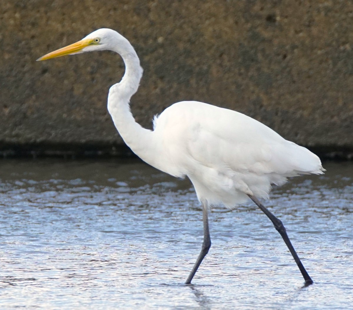 Great Egret - Curtis Makamson