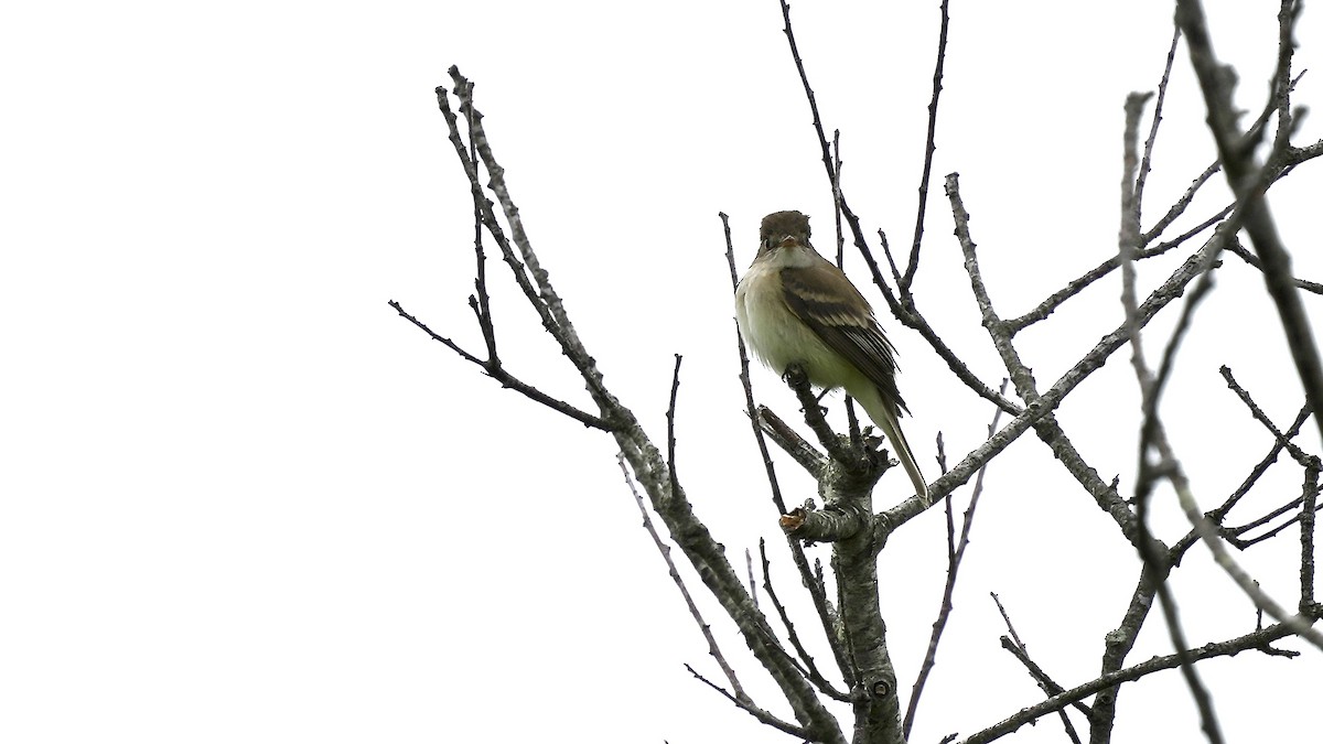 Willow Flycatcher - Sunil Thirkannad